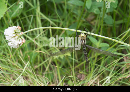 Southern Hawker appeso sulla pianta Foto Stock