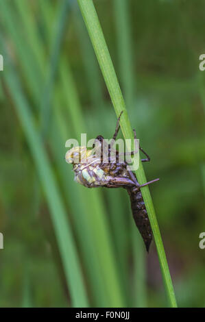 Southern Hawker appena emergente dall'esuvia - appena iniziando ad emergere Foto Stock