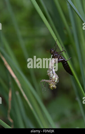 Southern Hawker appena emergente dall'esuvia - quasi emerse completamente Foto Stock