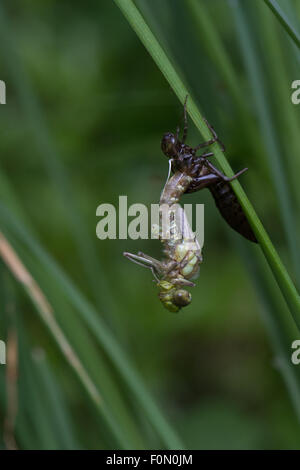 Southern Hawker appena emergente dall'esuvia - quasi emerse completamente Foto Stock