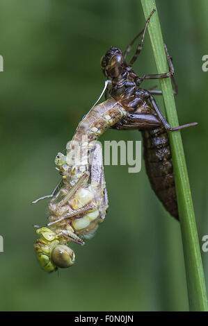 Southern Hawker appena emergente dall'esuvia - quasi emerse completamente Foto Stock