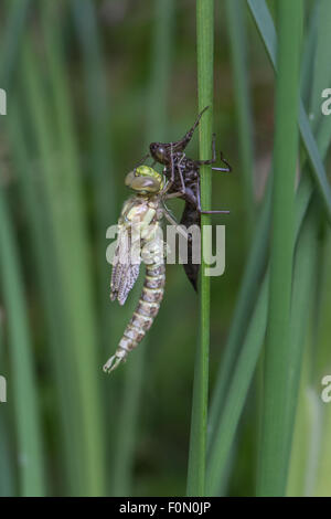 Southern Hawker appena emerso dall'esuvia - wing germogli appena cominciando a essere pompato fino Foto Stock