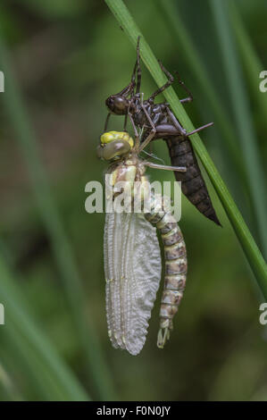 Southern Hawker appena emerso dall'esuvia - ali quasi completata - pompato fino Foto Stock