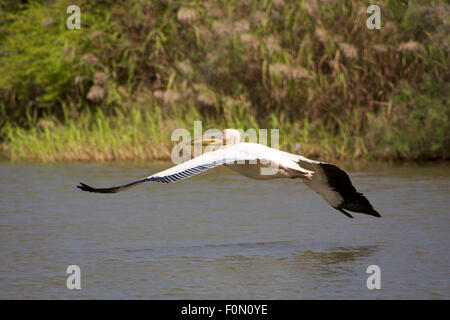 Pelican battenti in Djouj uccello parco nazionale in Senegal Foto Stock