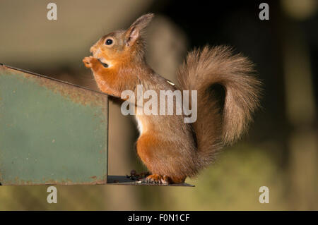 Scoiattolo rosso in Whinfell Forest Foto Stock