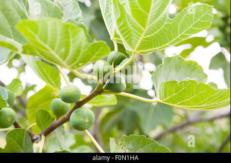 Il ramo di fig tree con frutti maturi, dettaglio nella messa a fuoco selettiva Foto Stock