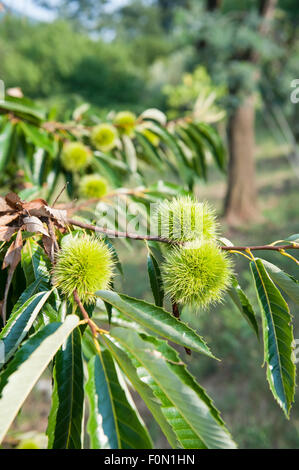 Ramo di castagno con bava chiusa, albero verde e blue sky in fuori fuoco sfondo, telaio verticale Foto Stock