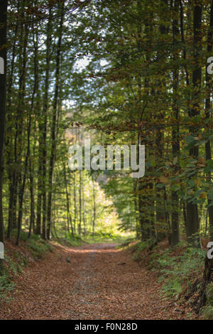 Strada diritta nella foresta coperto con foglie di colore marrone, tranquillo pomeriggio soleggiato Foto Stock