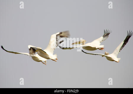 Pellicani battenti in Djouj uccello parco nazionale in Senegal Foto Stock