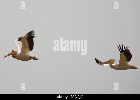 I pellicani che volano nell'Uccello Djouj National Par in Senegal Foto Stock