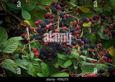 More selvatiche in vari stadi di maturazione Foto Stock