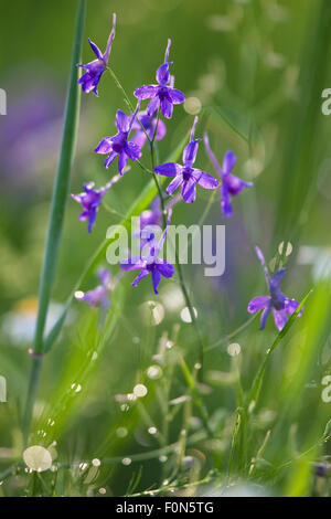 Campo (larkspur Delphinium consolida / Consolida regalis) in fiore, Slovacchia orientale, Europa, giugno 2009 Foto Stock