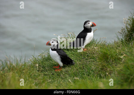 Atlantico nesting pulcinelle di mare sul promontorio di Ingolfshofdi, sud dell'Islanda Foto Stock