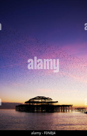 Per gli storni volando sul molo Ovest di Brighton, Inghilterra al tramonto Foto Stock