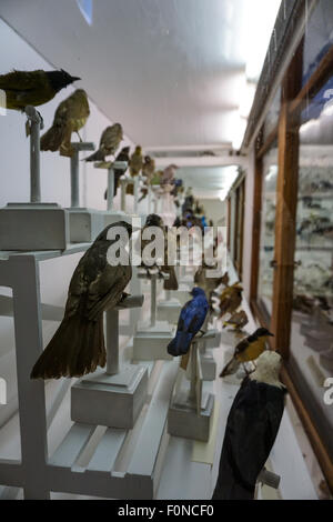 Gli uccelli del paradiso sul display, Firenze Museo di Storia Naturale Foto Stock