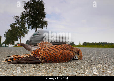 Comune morto il gheppio (Falco tinnunculus) sulla strada, roadkill, Riserva della Biosfera dell'Elba centrale, Sassonia-Anhalt, Germania Foto Stock