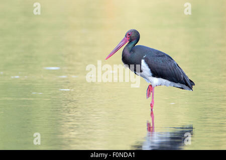 Cicogna Nera (Ciconia nigra), uccello adulto a riposo, Riserva della Biosfera dell'Elba centrale, Sassonia-Anhalt, Germania Foto Stock