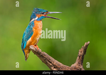 Kingfisher (Alcedo atthis), eccitato maschio, Riserva della Biosfera dell'Elba centrale, Sassonia-Anhalt, Germania Foto Stock