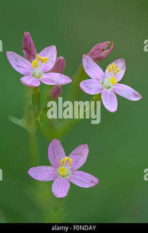 Unione centaury (Centaurium erythraea), Emsland, Bassa Sassonia, Germania Foto Stock