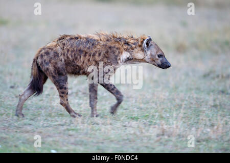 Avvistato iena, ridendo iena, (Crocuta crocuta), stanco, passeggiate, il Masai Mara riserva nazionale, Kenya Foto Stock