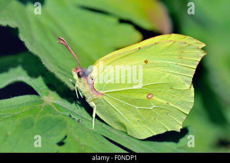 Comune di brimstone (Gonepteryx rhamni), maschile seduto su una foglia, Nord Reno-Westfalia, Germania Foto Stock