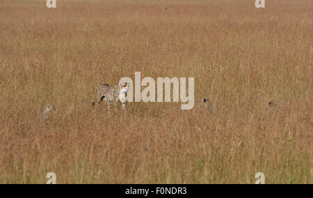 Femmina di ghepardo (Acinonyx jubatus) roaming le praterie con cubs, il Masai Mara riserva nazionale, Narok County, Kenya Foto Stock