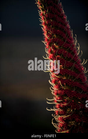 Close-up del gigante rosso tajinaste / Mount Teide bugloss (Echium wildpretii) fiore, Parco Nazionale di Teide Tenerife, Isole Canarie, Maggio 2009 Foto Stock