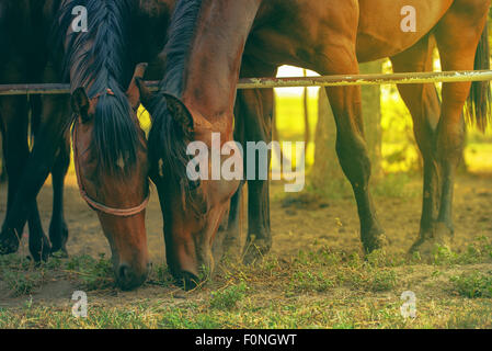 Coppia di bella brown cavalli arabi pascolare nel tramonto Foto Stock