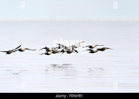 Gruppo di King Eider (Somateria spectabilis) volare al di sopra dell'acqua con la riflessione, la baia di Baffin, Nunavut, Canada. Foto Stock