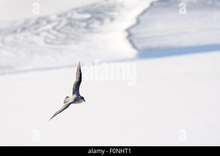 Northern Fulmar (Fulmaris glacialis) volando sul fiordo congelato, Tempelfjorden, Spitsbergen, Svalbard, Norvegia. Foto Stock