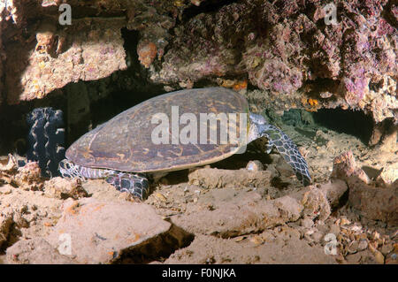 Mar Rosso, Egitto. 15 ottobre, 2014. Tartaruga Verde (Chelonia Mydas) dormire sotto un camion, naufragio SS Thistlegorm (armate britanniche Marina Mercantile nave), immersioni notturne, Mar Rosso, Egitto. © Andrey Nekrasov/ZUMA filo/ZUMAPRESS.com/Alamy Live News Foto Stock