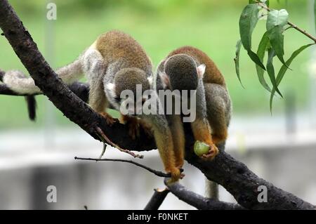 Huaian, cinese della provincia di Jiangsu. 19 Ago, 2015. Le scimmie giocare a Huaian Zoo in Huaian, est cinese della provincia di Jiangsu, 19 Agosto, 2015. © Egli Jinghua/Xinhua/Alamy Live News Foto Stock