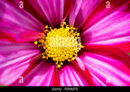 Rosa vibranti cosmo flower - close up macro shot di stami, antere e petali Foto Stock