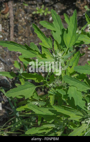 Fogliame di Fig-lasciato / Goosefoot Chenopodium ficifolium. Foto Stock