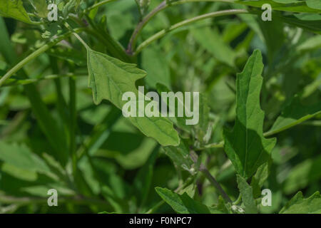 Fogliame di Fig-lasciato / Goosefoot Chenopodium ficifolium. Foto Stock