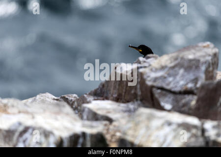 Il marangone dal ciuffo sulla roccia (Phalacrocorax aristotelis) farne Islands, Inghilterra, Gran Bretagna, Regno Unito Foto Stock