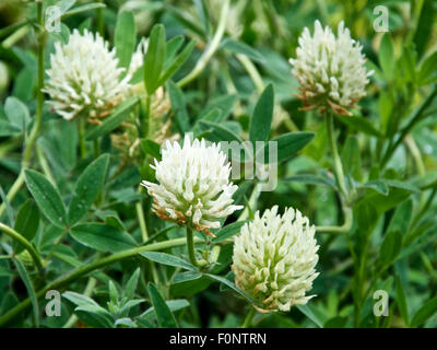 Trifolium pannonicum, ungherese trifoglio gigante Foto Stock
