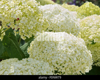 Grandi fiori di Hydrangea arborescens Annabelle Foto Stock