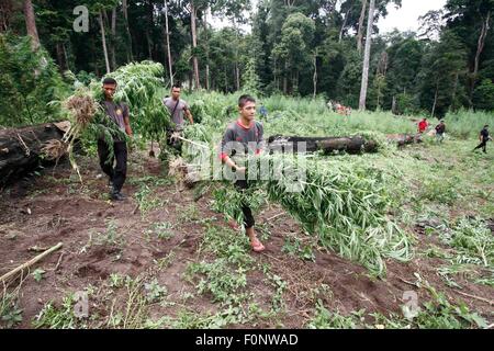 Aceh, Indonesia. 19 Ago, 2015. Polizia indonesiana distruggere il campo di marijuana che trovate a Lamteuba montagna in Aceh Besar, Indonesia, 19 Agosto, 2015. La polizia ha distrutto 34 acri di marijuana archiviato in questa operazione. © Junaidi/Xinhua/Alamy Live News Foto Stock