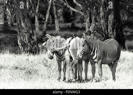 In via di estinzione in bianco e nero di Grevy zebre specie (Equus grevyi), Lewa, Kenya Foto Stock