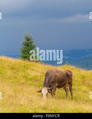 Mucca mangia l'erba nei Carpazi Foto Stock