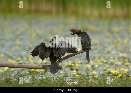 Due pigmeo di cormorani (Microcarbo pygmeus) su un ramo, un essiccamento le sue ali, le altre chiamate, Hortobagy National Park, Ungheria, Luglio 2009 Foto Stock