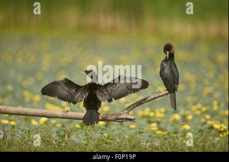 Due pigmeo di cormorani (Microcarbo pygmeus) appollaiato sul ramo del lago, uno ali di essiccazione, l'altra preening, Hortobagy National Park, Ungheria, Luglio 2009 Foto Stock