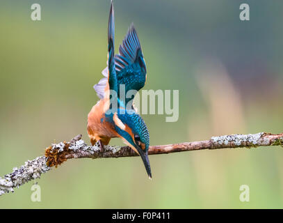 Kingfisher, Alcedo atthis Foto Stock