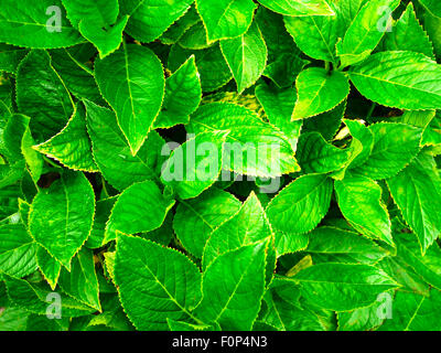 Ripresa macro di un lussureggiante verde delle foglie di una pianta di Ortensia Foto Stock