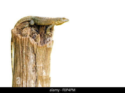 Brown iguana sulla parte superiore del tronco di un albero isolato su bianco Foto Stock