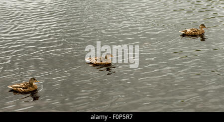 Tre anatre selvatiche di Mallard che nuotano sul lago nel Parco Nazionale di Killarney, County Kerry, Irlanda Foto Stock