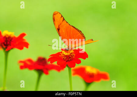 Bella Julia Heliconian( Dryas iulia) farfalla poste su un fiore alimentare Foto Stock