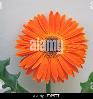 Orange Gerbera fiore in piena fioritura Foto Stock