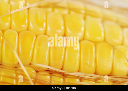 Macro shot di giallo pannocchia Foto Stock